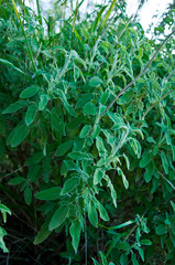 Common Sage Salvia, Herb, Spice, Medditerranean food