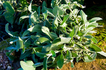 Common Sage Salvia, Herb, Spice, Medditerranean food