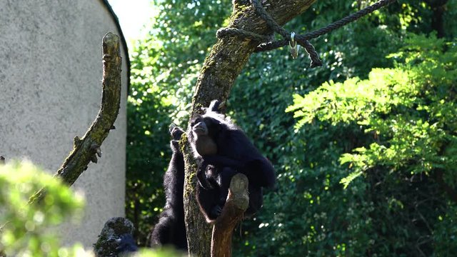 The black-headed spider monkey, Ateles fusciceps is a species of spider monkey, a type of New World monkey, from Central and South America.