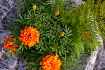 wedding rings lie on a grid. Wedding rings lie on marigold flowers. preparation for the wedding ceremony.