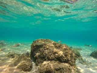 underwater background and free space for your decoration. 