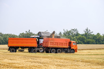 An agricultural combine harvester unloads wheat in a truck in a summer field.