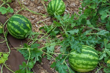 watermelons ripening in the garden