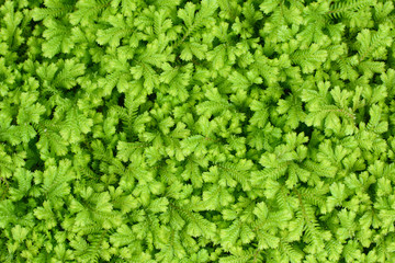 Krauss's clubmoss natural green background, scientific name Selaginella kraussiana