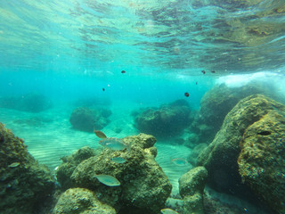 underwater background and free space for your decoration. 