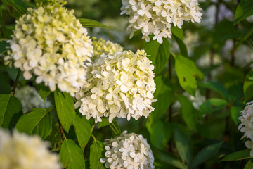 Hortensie Blüte Knospe