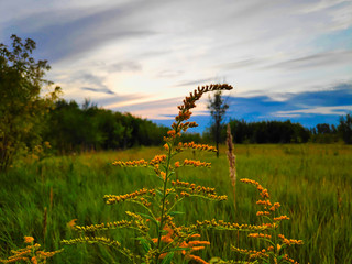 close-up landscape photograph of canadian goldenrod on a background of meadow and evening sky with cirrus clouds of golden color