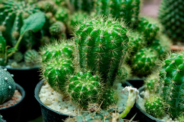 Close-up cactus plants in a pots.