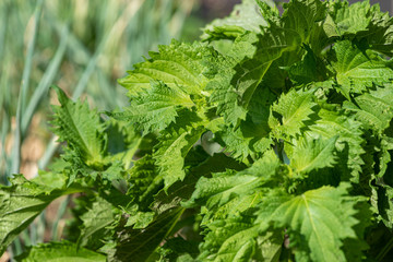 Green Shiso leaf, Perilla frutescens var. crispa