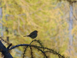 A small bird in a wood in the Natural Park 
