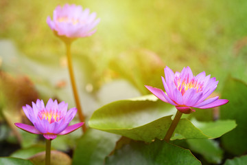 Purple lotus flower opened on a pond with yellow center and green leaf around.