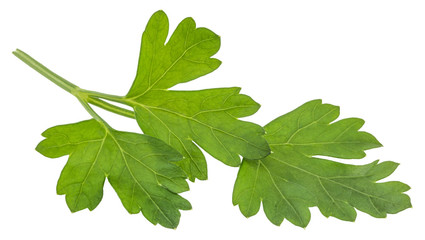 Fototapeta na wymiar Leaves of fresh parsley isolated on white background. macro