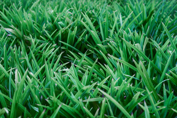 Green grass texture and background image photo