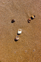 Muschel am sandigen Ufer des Flusses