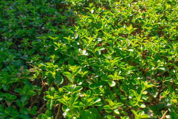 Texture of a cropped grove.