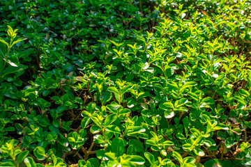 Texture of a cropped grove.
