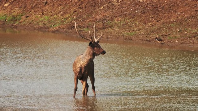 a sambar deer stag, standing in a waterhole, faces the camera at tadoba andhari tiger reserve in india