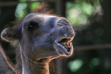 Head of a camel chewing and showing the teeth