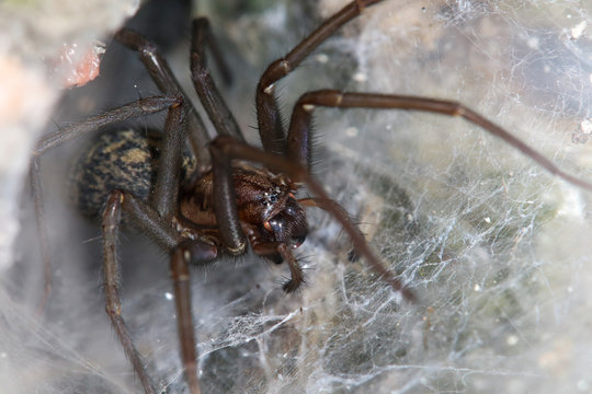 Big house spider (tegenaria domestica) sits in the net for capturing insects