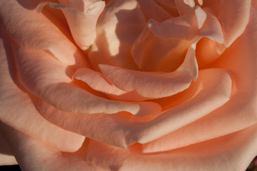 Pink rose at sunset, petals, close-up