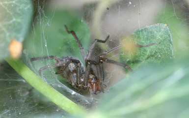 Big house spider (tegenaria domestica) sits in the net for capturing insects