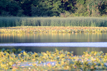 landscape with lake and flowers