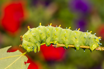 Fototapeta premium Cecropia Moth Caterpillar (Hyalophora cecropia)