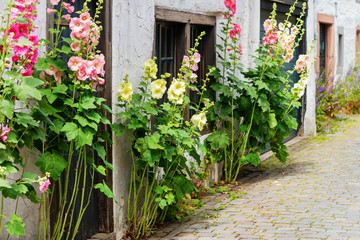 Fototapeta na wymiar flourish hollyhocks in front of an old farm house in an old village