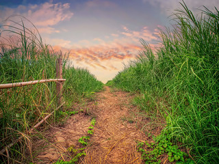 Lane in meadow and sunrise sky. Nature design.