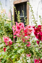 flourish hollyhocks in front of an old farm house in an old village