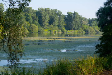 Der Rhein bei Taubergießen im Sommer
