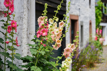 Fototapeta na wymiar flourish hollyhocks in front of an old farm house in an old village