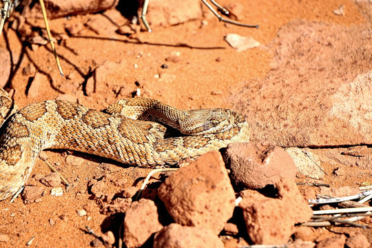 Rattle Snake