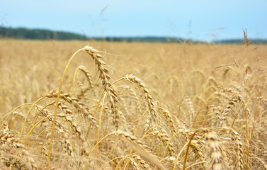 Yellow golden wheat harvest with rural background