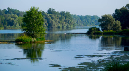 Der Rhein bei Taubergießen im Sommer