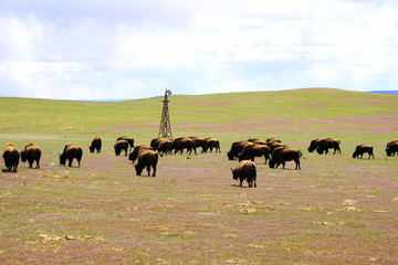 Bison