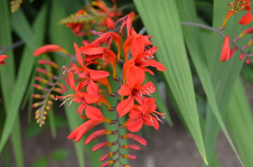 Summer in Nova Scotia: Crocosmia (lucifer) Flowers