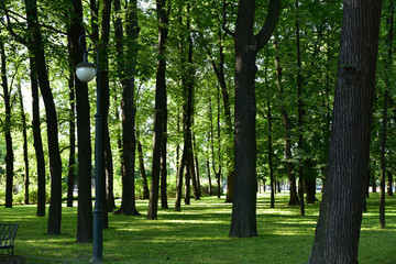 Bois en été