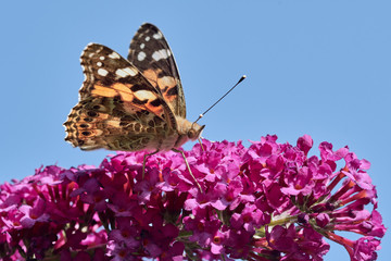 Painted lady butterfly (Vanessa cardui) on a summer lilac