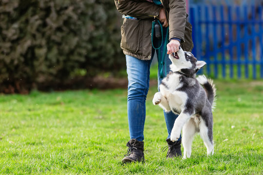 woman trains with a young husky on a dog training field