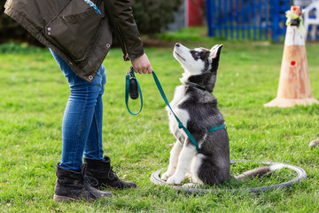 woman trains with a young husky on a dog training field