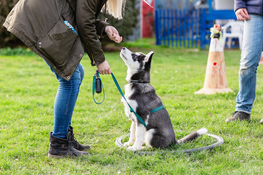 woman trains with a young husky on a dog training field