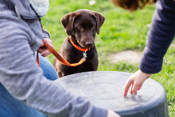 woman with a young labrador dog on a dog training field