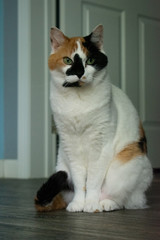 cat sitting on the ground