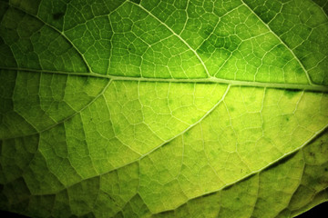 Closeup of portion of green netted veins leaf.