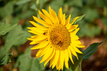 sunflower in the garden