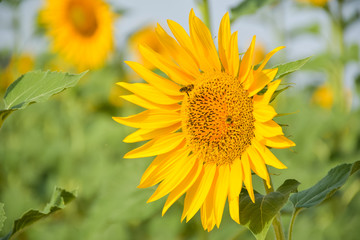 sunflower in the field