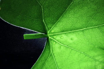 Closeup of portion of green netted veins leaf.
