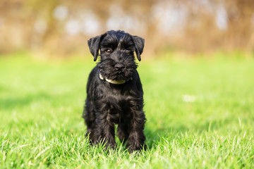 portrait of a standard schnauzer puppy who sits on the meadow