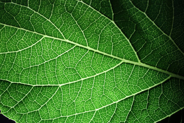 Closeup of portion of green netted veins leaf.